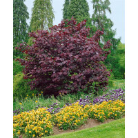 Cercis canadensis Forest Pansy A 125- 150 cm