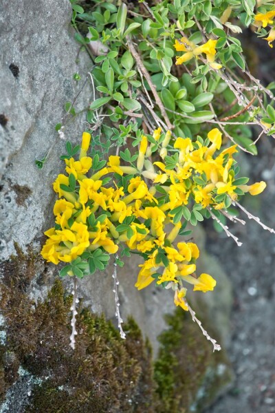 Chamaecytisus ratisbonensis 20- 30 cm