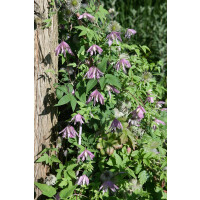 Clematis Country Rose Co 21 60-100