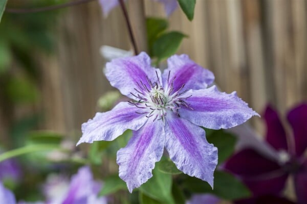 Clematis Girenas C2 gestäbt 80-100