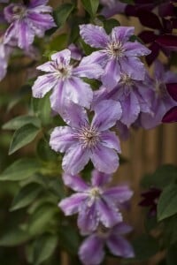 Clematis Girenas C2 gestäbt 80-100