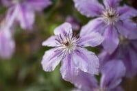 Clematis Girenas C2 gestäbt 80-100