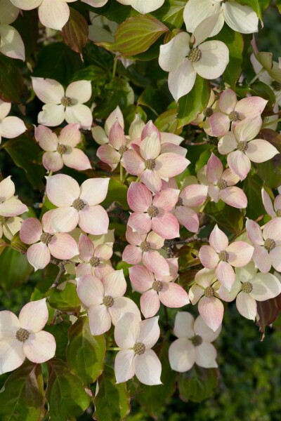 Cornus kousa Dwarf Pink 3xv mB 80- 100 cm kräftig