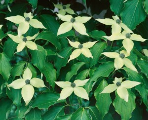 Cornus kousa Greensleeves 60- 80 cm