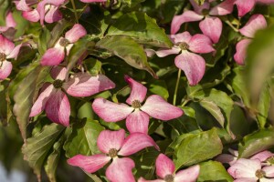 Cornus kousa Scarlet Fire  100- 125 cm