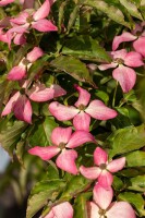 Cornus kousa Scarlet Fire  100- 125 cm