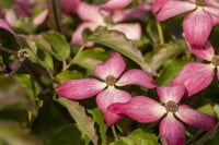 Cornus kousa Scarlet Fire  100- 125 cm