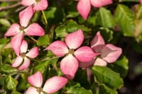 Cornus kousa Scarlet Fire  100- 125 cm