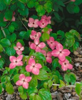 Cornus kousa Scarlet Fire  100- 125 cm