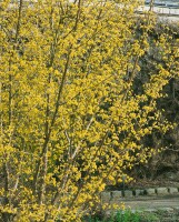 Cornus officinalis Robins Pride 60- 100 cm