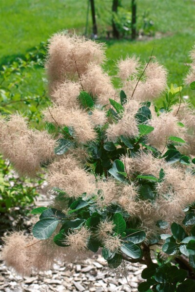 Cotinus coggygria Old Fashioned 40- 60 cm