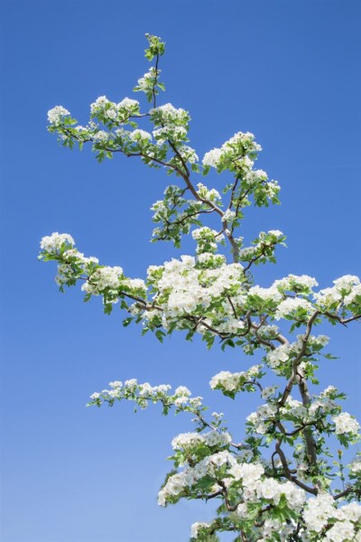 Crataegus monogyna Flexuosa C3 Dekortopf 25-40