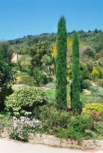 Cupressus sempervirens Stricta C3 50-60