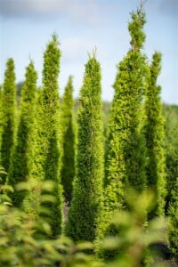 Cupressus sempervirens Stricta C3 50-60