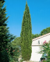 Cupressus sempervirens Stricta C3 50-60