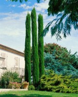 Cupressus sempervirens Stricta C3 50-60