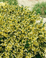 Cytisus scoparius Golden Cascade C3 60-