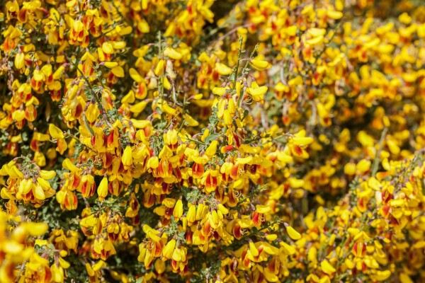 Cytisus scoparius Queen Mary C3 60-