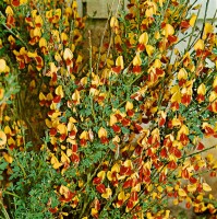 Cytisus scoparius Queen Mary C3 60-