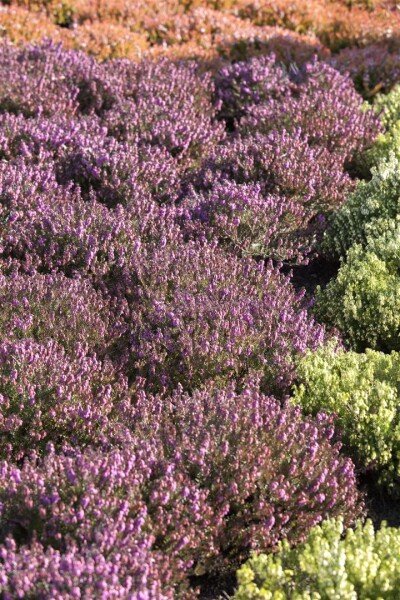 Erica carnea Mojave 15-20 cm