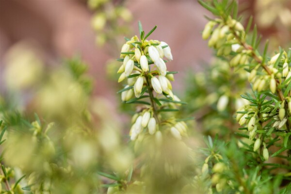 Erica carnea Steffi P1 15-20