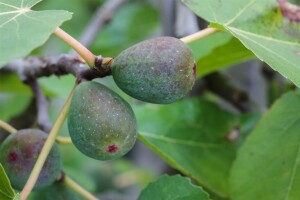 Ficus carica Firoma  60- 80 cm