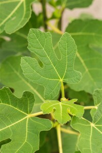 Ficus carica Firoma  60- 80 cm