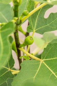 Ficus carica Firoma  60- 80 cm