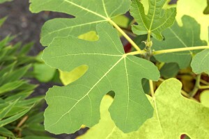 Ficus carica Firoma  60- 80 cm