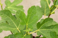 Ficus carica Firoma  60- 80 cm