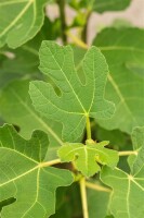 Ficus carica Firoma  60- 80 cm