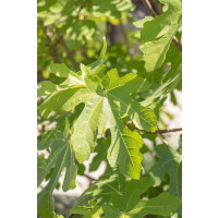 Ficus carica Osborn Prolific CA40- 60 cm