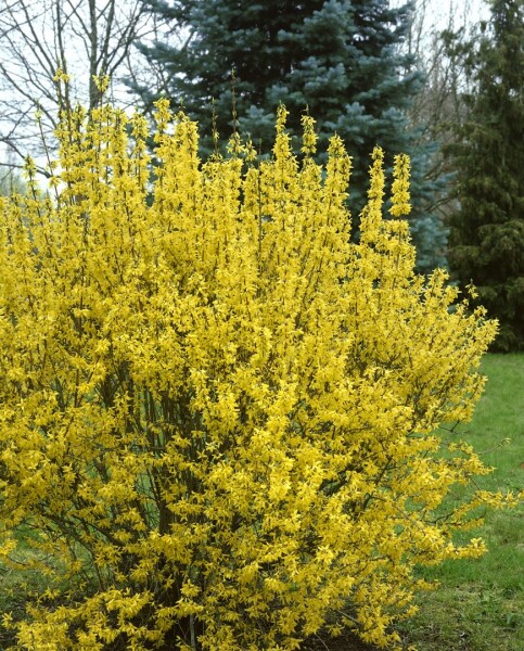 Forsythia intermedia Goldrausch 80- 100 cm