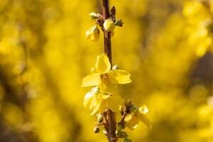 Forsythia intermedia Goldrausch 80- 100 cm