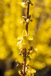 Forsythia intermedia Goldrausch 80- 100 cm