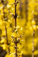 Forsythia intermedia Goldrausch 80- 100 cm