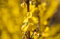 Forsythia intermedia Goldrausch 80- 100 cm