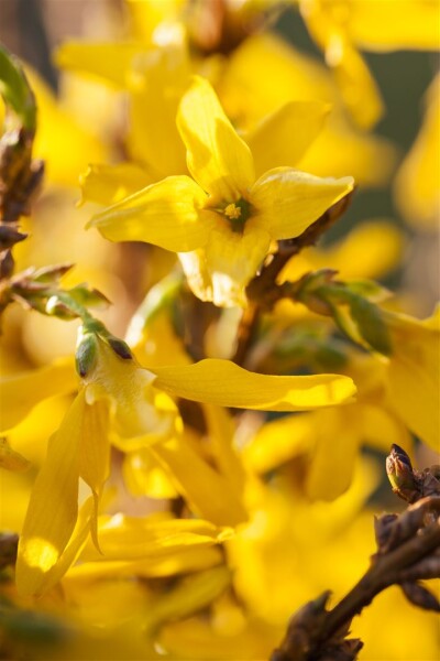 Forsythia intermedia Mikador 40- 60 cm