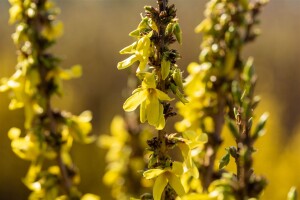 Forsythia intermedia Mikador 40- 60 cm