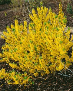 Forsythia intermedia Mikador 40- 60 cm