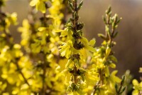 Forsythia intermedia Mikador 40- 60 cm