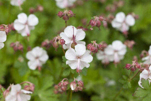 Geranium x cantabrigiense St. Ola 9 cm Topf - Höhe variiert