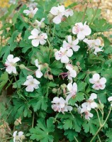 Geranium x cantabrigiense St. Ola 9 cm Topf - Höhe variiert