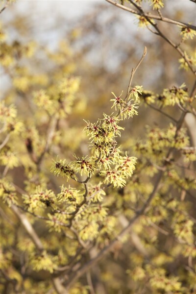 Hamamelis virginiana 100- 125 cm