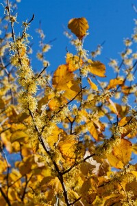 Hamamelis virginiana 100- 125 cm