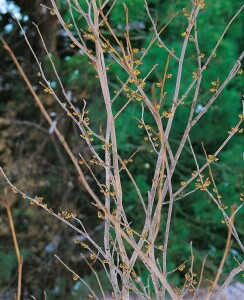 Hamamelis virginiana 100- 125 cm