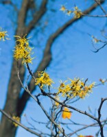 Hamamelis virginiana 100- 125 cm