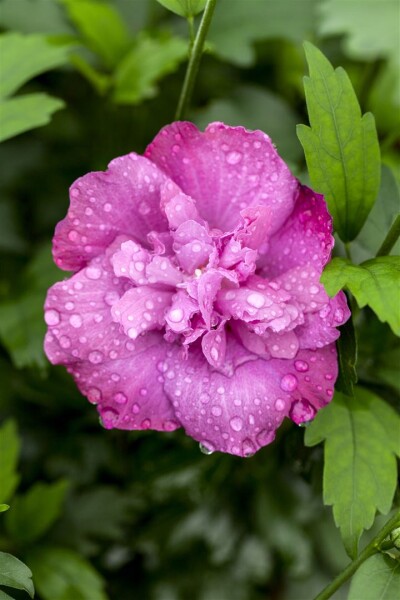 Hibiscus syriacus Magenta Chiffon 60- 80 cm