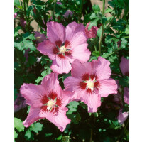 Hibiscus syriacus Walberton´s Rose Moon 40- 50 cm