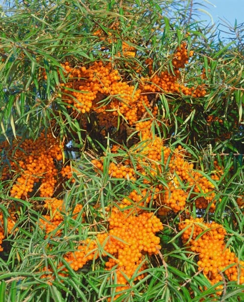 Hippophae rhamnoides Askola  60- 100 cm